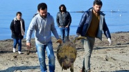 Çanakkale'de ölü caretta caretta sahile vurdu