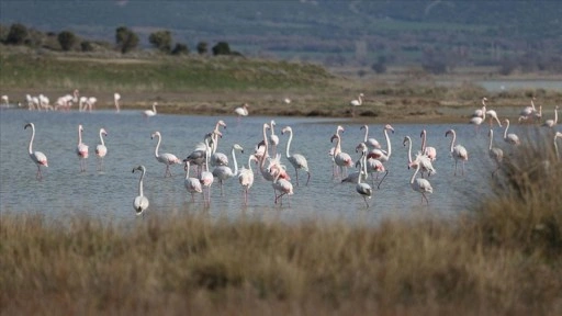 Çanakkale, sulak alanlarıyla 51 su kuşu türüne ev sahipliği yapıyor