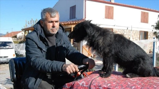 Çanakkaleli çiftçinin köpeği "Kara" traktörün kaportasından inmiyor