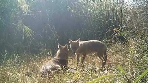 Çankırı'da çalılar arasında dinlenen çakal ailesi fotokapanla görüntülendi