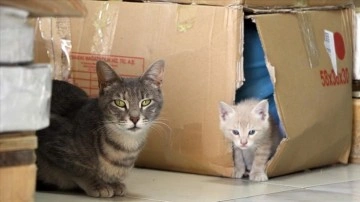 Çankırı'da iş yerinde doğan kedi yavrularına çalışanlar bakıyor