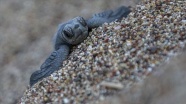 Caretta caretta yavruları denizle buluştu