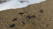 Caretta caretta yavrularını vatandaşlar denize ulaştırdı