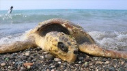 Caretta carettayı çekiçle yaralamışlar