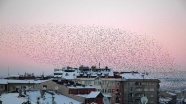 Çarpık kentleşmeden kuşlar da etkileniyor