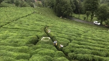 ÇAYKUR, birinci sürgün döneminde 20 bin ton yaş çay aldı