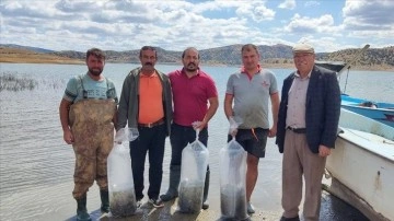 Çekerek Barajı'na 700 bin yavru sazan bırakıldı