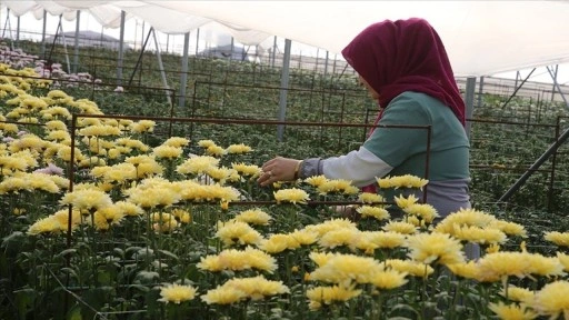 Çiçek sektörü 2024'te Tokat ekonomisine yaklaşık 100 milyon lira katkı sundu