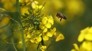 Çiftçi ilacı değiştirdi, arı ölümleri yüzde 80 azaldı