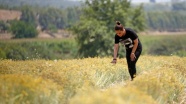 Çukurova&#039;da tıbbi ve aromatik bitki ekim alanı genişliyor