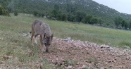 Dağda aç kalan kurt, mahalleye indi