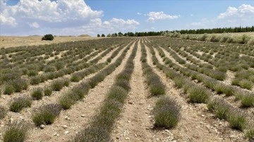 Deneme bahçelerinde yetiştirilen tıbbi aromatik bitkiler, orman köylülerine gelir getirecek