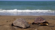 'Deniz kaplumbağaları saldırı olmazsa ısırmaz'