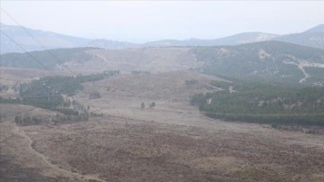 Denizli'de yangında zarar gören ormanlık alana 745 bin fidan dikildi