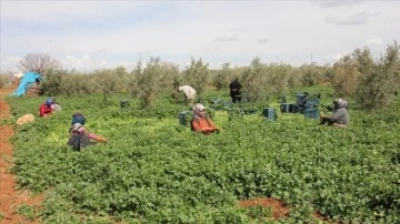 Depremzede kadınlar 8 Mart Dünya Kadınlar Günü'nde de üretime katkı sağlıyor