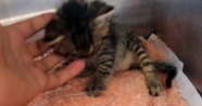 Derisi yüzülen yavru kedi öldü