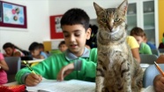 Derslere giren kedi &#039;Tarçın&#039; teneffüslerde yavrularıyla ilgileniyor