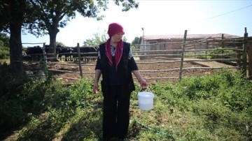 Devlet desteği ile sayısını artırdığı manda çiftliğinde süt talebine yetişemiyor