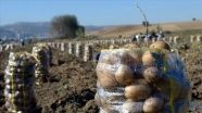 Devlet destekledi ilçede patates üretimi arttı