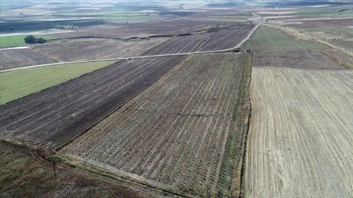 Devletten aldığı destekle 30 dönümlük arazisine 3 bin 500 fidan dikti