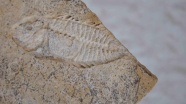 Dinozorlar döneminden kalma kılıç balığı fosili bulundu