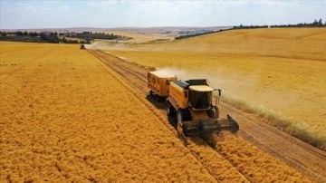 Diyarbakır'da yağış kırmızı mercimekte verimi artırdı