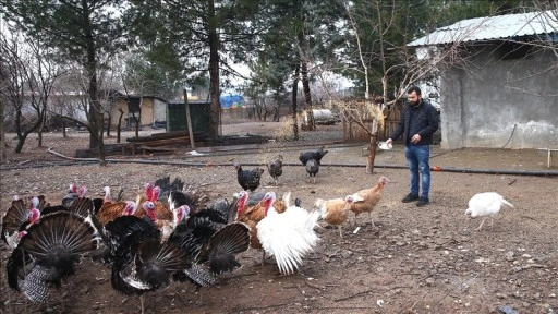 Diyarbakırlı iş insanı iş yerinin bahçesinden kaçan deve kuşunun bulunmasını bekliyor