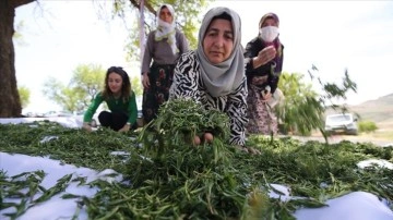 Doğada yetişen kekik Mardinli kadınlara gelir oldu