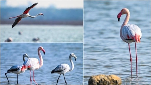 Doğu Akdeniz'de gözlemlenen flamingo sayısı geçen yıla göre iki katına çıktı