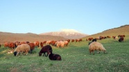 Doğu Anadolu'da koyunlara yayla tıraşı