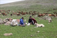 Doğu Anadolu'da küçükbaş hayvanların yayla yolculuğu başladı