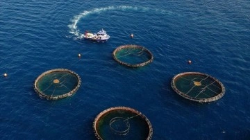 Doğu Karadeniz, su ürünleri ihracatında yılın ilk yarısını yüzde 11 artışla kapattı