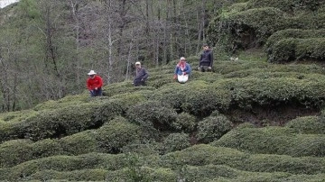 Doğu Karadeniz'de 204 bin üretici yaş çay sezonuna hazırlanıyor