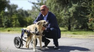'Dost' adı verilen köpek tedavi için İstanbul'da