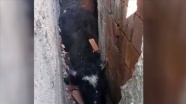 Düzce'de köpekten kaçarken iki duvar arasına sıkışan inek kurtarıldı