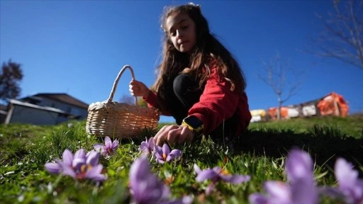 Düzce'de öğrenciler tıbbi ve aromatik bitki yetiştiriciliğini yerinde öğreniyor