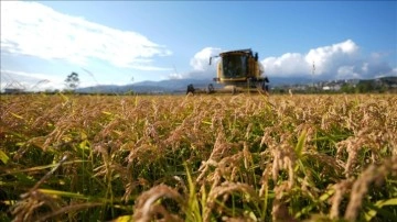 Düzce'de yetiştirilen tescilli Konuralp pirinci hasat ediliyor