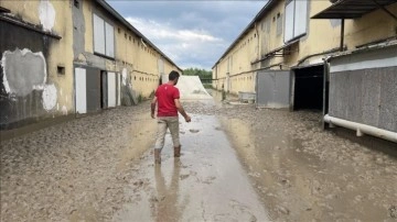 Düzce'deki tavuk çiftliği işletmesi 195 bin hayvanı selde kaybetti