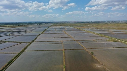 Edirne'de çeltik ekim alanları nehir ve barajlardaki su seviyesine göre belirlenecek