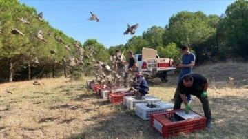 Edirne'de 600 kınalı keklik doğaya bırakıldı