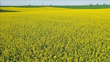 Edirne'de çiçek açan kanolalar tarlaları sarıya boyadı