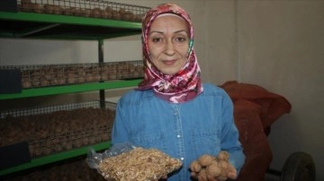 Edirne'de kadın girişimci devlet desteğiyle ceviz işleme tesisi kurdu