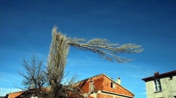 Ekmeğini metrelerce yükseklikteki ağaçları budayarak kazanıyor