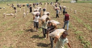 Ekmek parası uğruna sabahtan akşama sırtta çuval terliyorlar