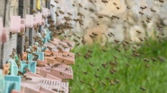 Ekolojik dengenin odağındaki hayvan: Bal arısı