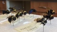 Elazığ'daki Haroğlu Dağı'nda "bombus arısı"nın 5 türüne rastlandı