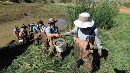 Elazığ'dan Doğu ve Güneydoğu Anadolu'daki göl ve göletlere 25 milyon sazan yavrusu takviye