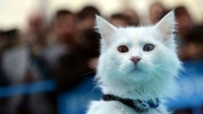 En güzel Van kedisi 'Sezar'