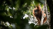 Endonezya'da yeni maymun türü keşfedildi