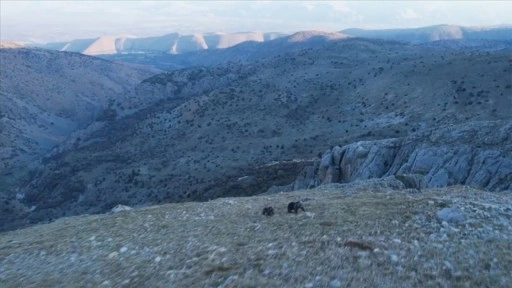 Erzincan'da iki doğasever karşılaştıkları ayılardan kaçış anlarını görüntüledi